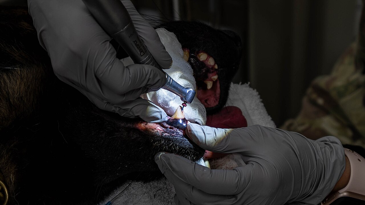 Root canal treatment